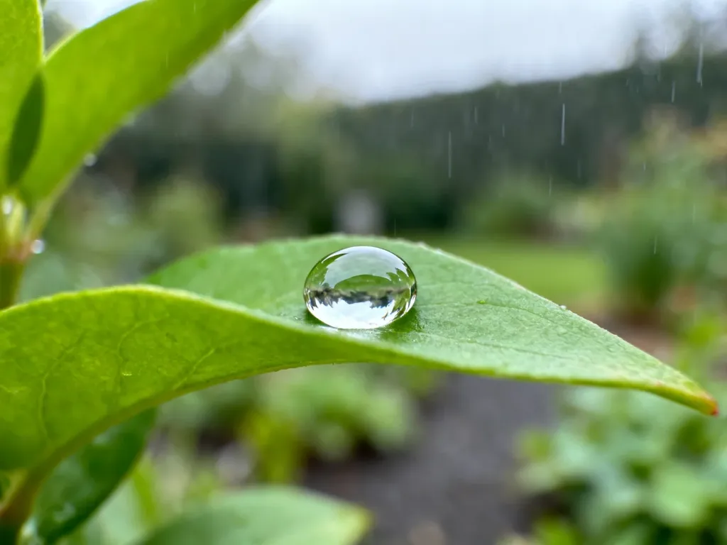 Kropla deszczu na zielonym liściu, symbolizująca opady atmosferyczne w ogrodzie.
